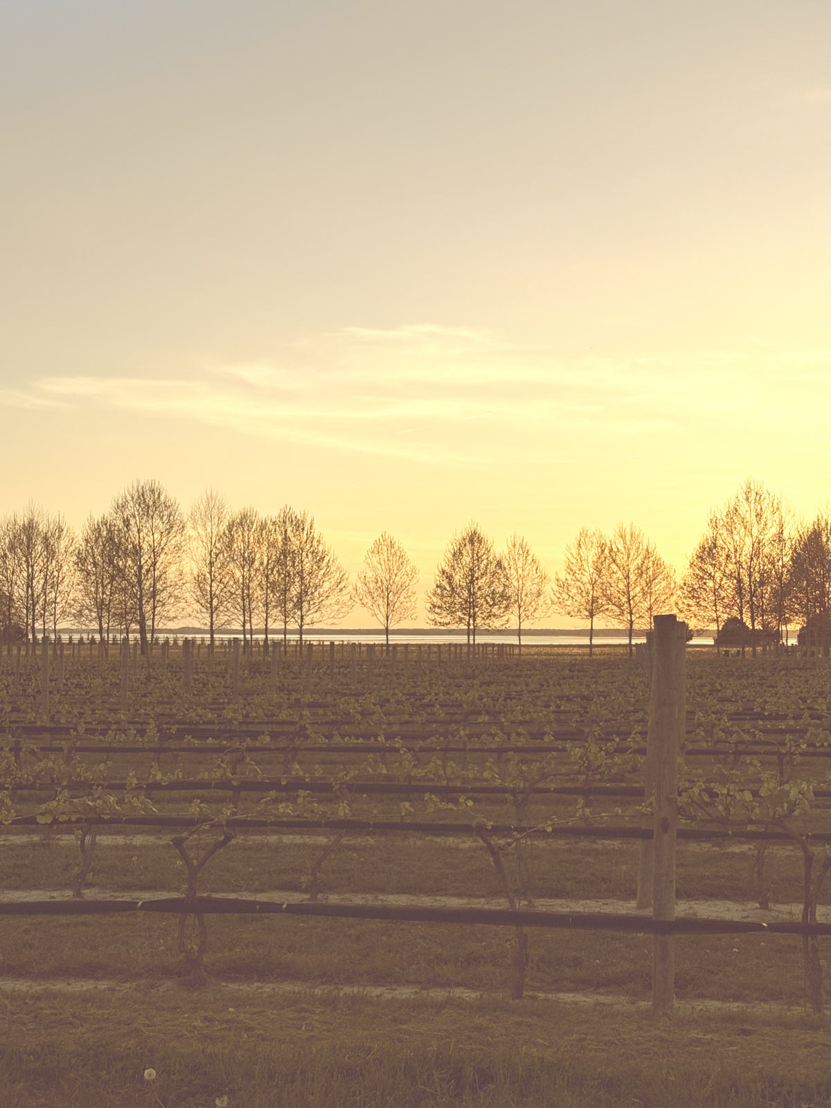 10.26.26 · Voices in the Vines · Under the Hunter’s Moon